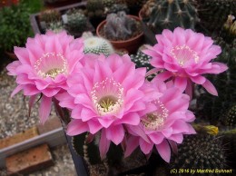 Echinopsis Hybride 033